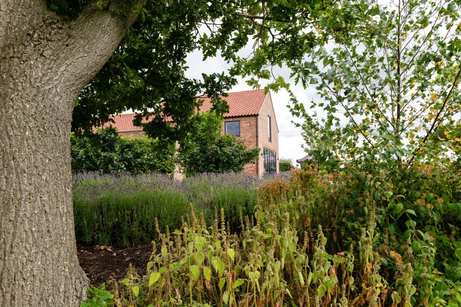The Farmhouse beyond the lavender